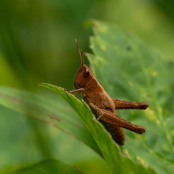 Insekten